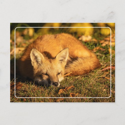 Sleepy Little Fox        Postcard