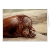 Sleepy Monkey (Front Horizontal)