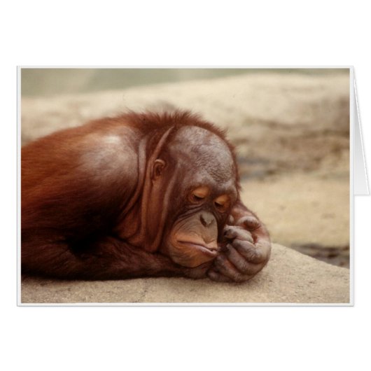 Sleepy Monkey Cards (Front Horizontal)