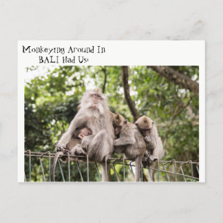 Sleepy Monkeys in Bali Postcard