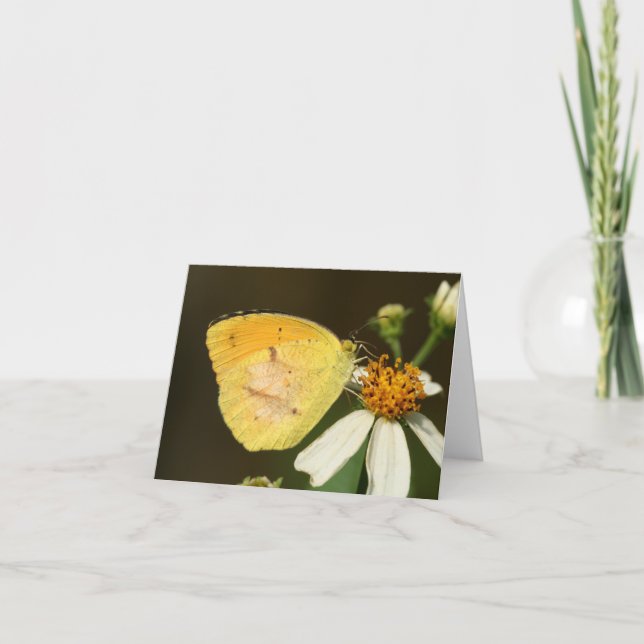 Sleepy Orange Butterfly Note Card (Front)