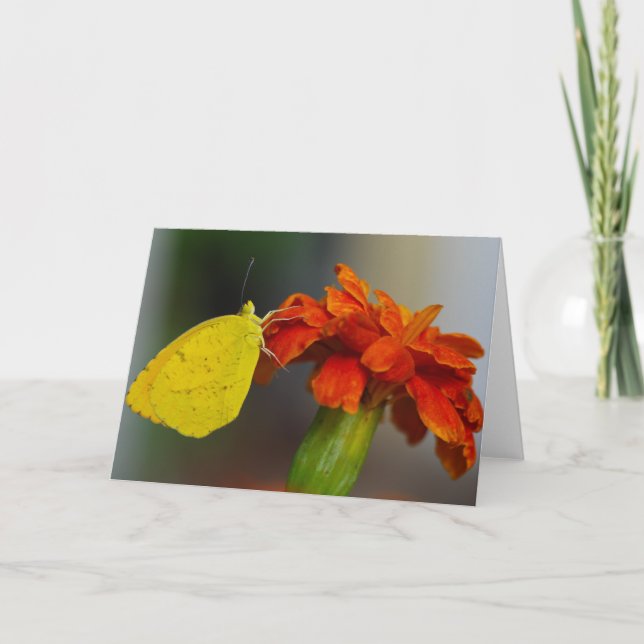 Sleepy Orange Card (Front)