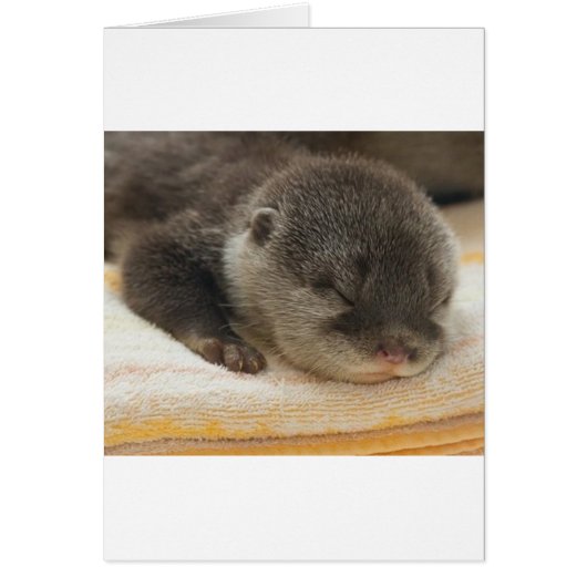 Sleepy Otter Cards (Front)