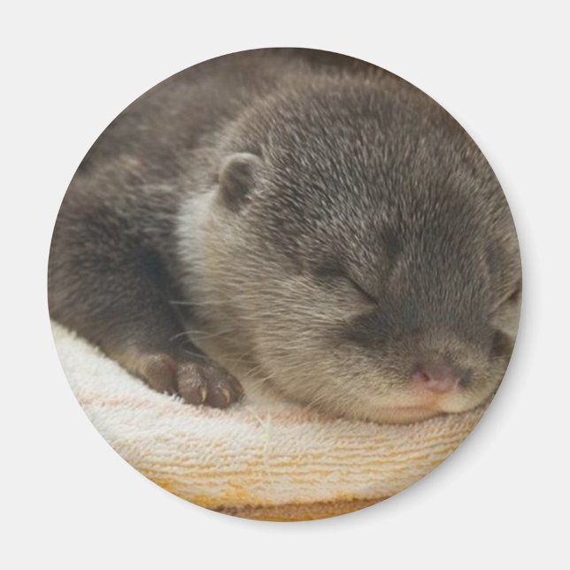Sleepy Otter Magnet (Front)