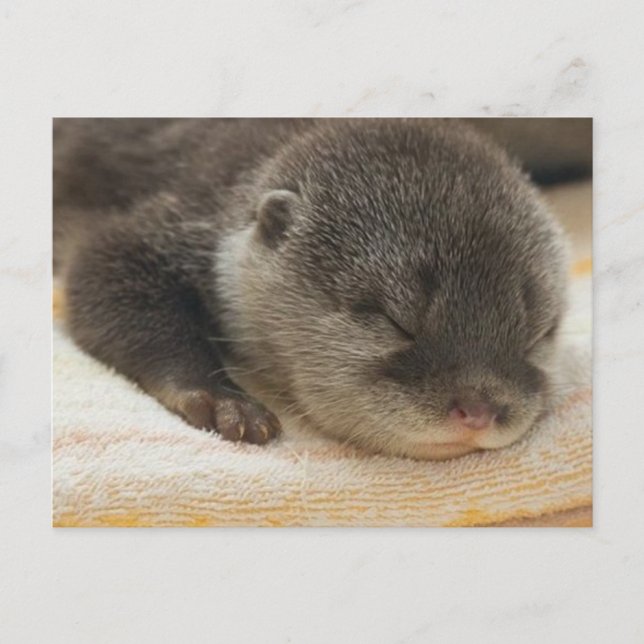 Sleepy Otter Postcard (Front)