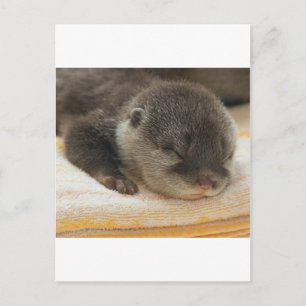 Sleepy Otter Postcard