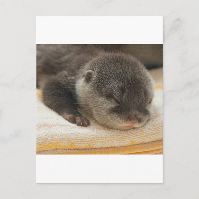 Sleepy Otter Postcard (Front)