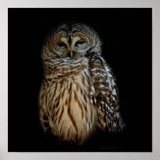 Sleepy Owl Print