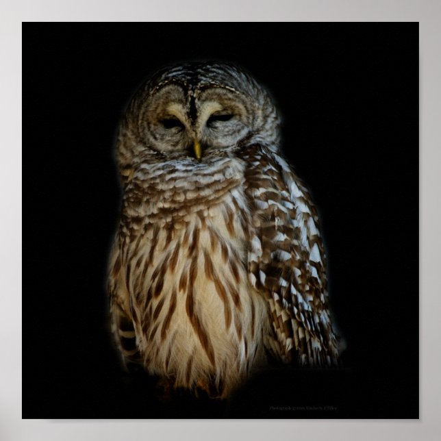 Sleepy Owl Print (Front)