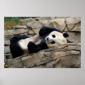 sleepy panda poster