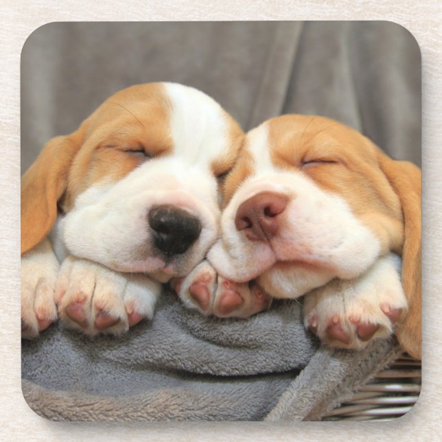 Sleepy Puppies Beverage Coaster (Front)