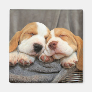 Sleepy Puppies Magnet