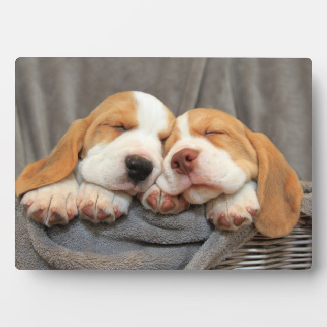 Sleepy Puppies Plaque (Front)