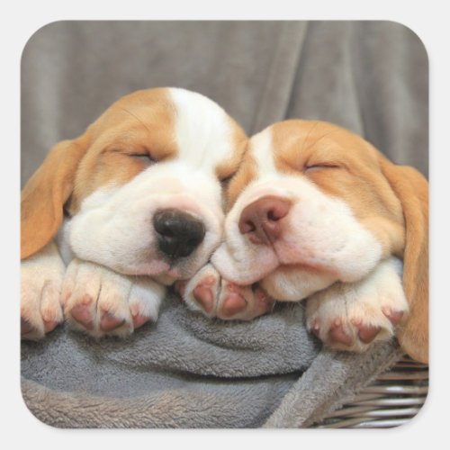 Sleepy Puppies Square Sticker