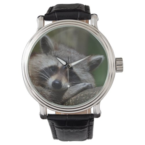 Sleepy Raccoon Watch