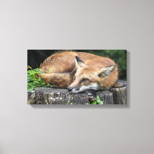 Sleepy Red Fox   Canvas Print (Front)