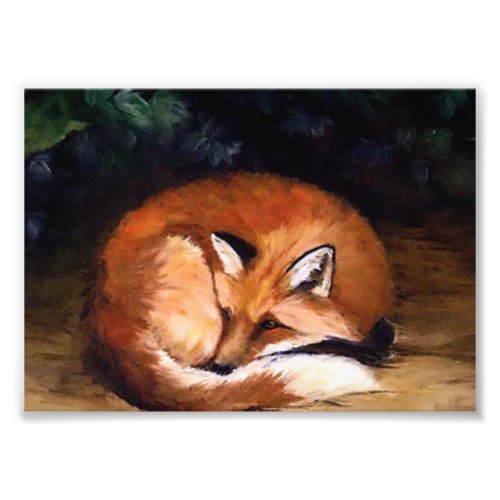 Sleepy Red Fox Photo Print