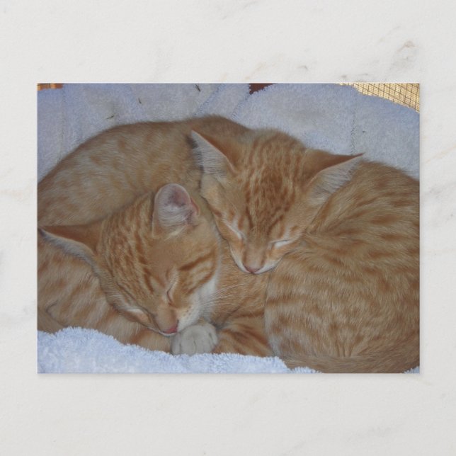 Sleepy red kittens together postcard (Front)
