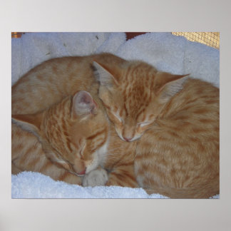 Sleepy relaxed kittens poster