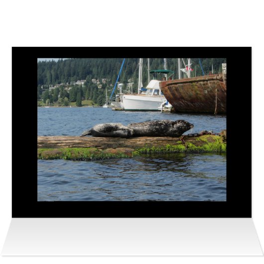 Sleepy Sea Lion (Inside Horizontal (Top))