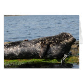 Sleepy Sea Lion (Front Horizontal)