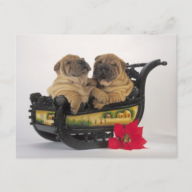 sleepy shar pei dogs in santa's sledge holiday postcard (Front)