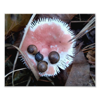 Sleepy Snails Photo Print