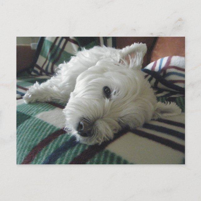 Sleepy Sofa Westie Photo Postcard (Front)