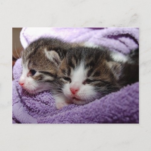 Sleepy soft kittens stay warm postcard