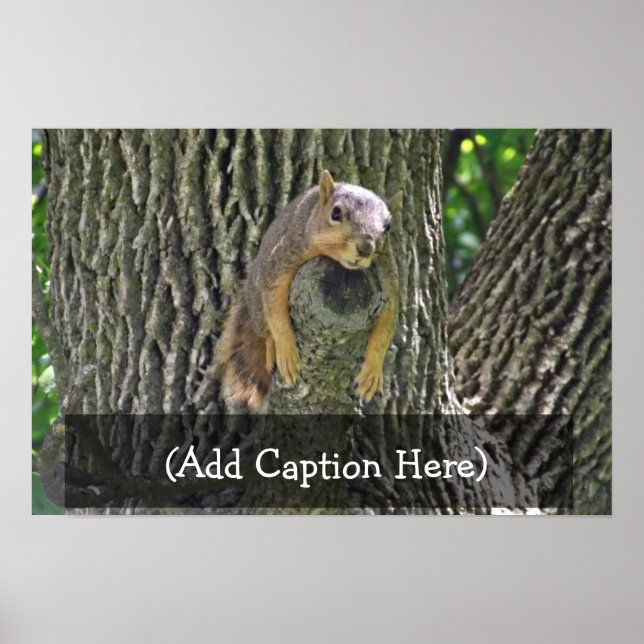 Sleepy Squirrel Cooling Off on a Tree Branch Poste Poster (Front)