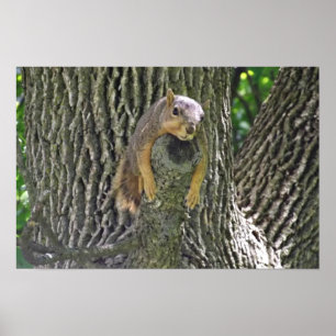 Sleepy Squirrel Cooling Off on a Tree Branch Poste Poster