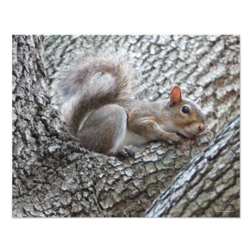Sleepy Squirrel Photo Print