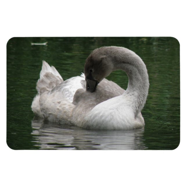 Sleepy Swan Premium Magnet (Horizontal)