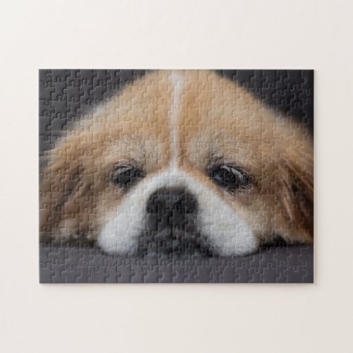 Sleepy Tibetan Spaniel Jigsaw Puzzle