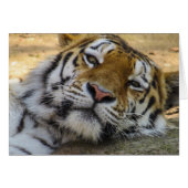 Sleepy Tiger (Front Horizontal)