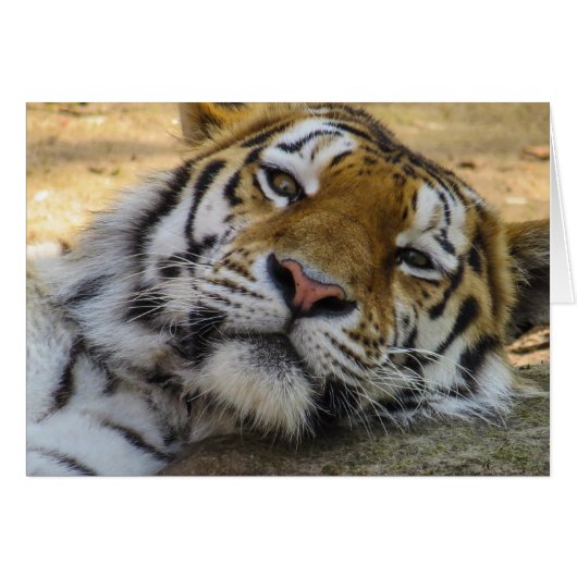 Sleepy Tiger Cards (Front Horizontal)