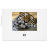 Sleepy Tiger Cards (Back Horizontal)