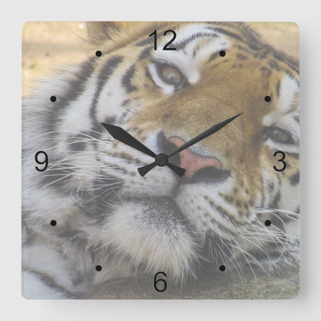 Sleepy Tiger Square Wall Clock (Front)