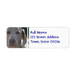 Sleepy Weimaraner Label