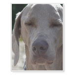 Sleepy Weimaraner Temporary Tattoos