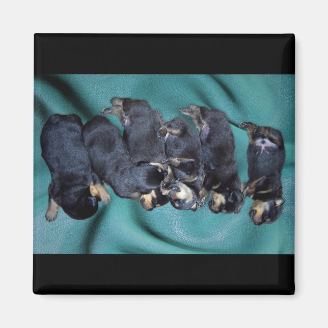 sleepyhead rottweiler puppies magnet (Front)