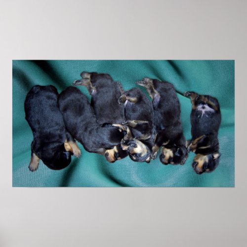 sleepyhead rottweiler puppies poster