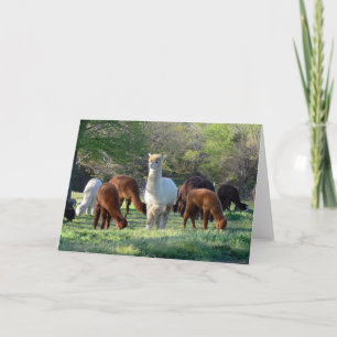 Sleigh Belle Card