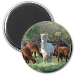 Sleigh Belle Magnet at Zazzle