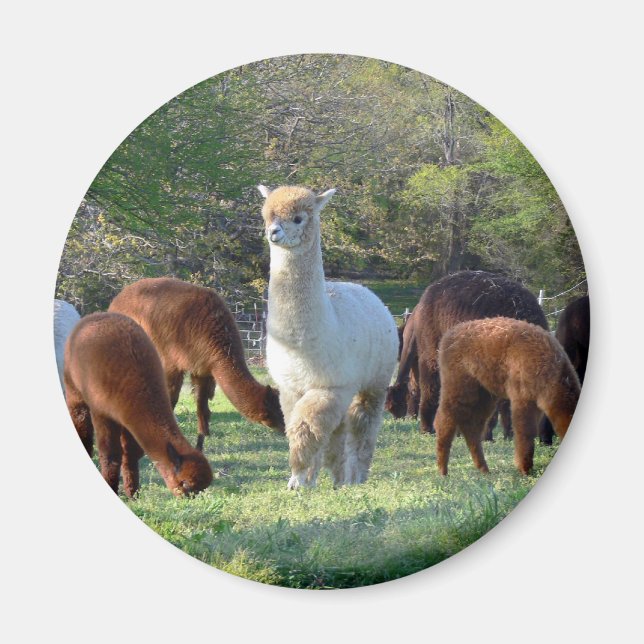 Sleigh Belle Magnet (Front)