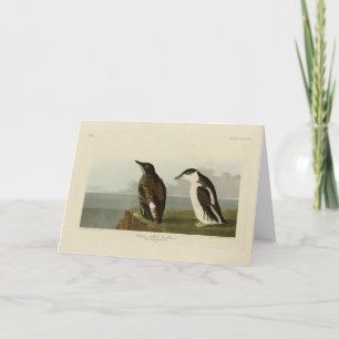 Slender-billed Guillemot, Audubon Birds of America Card