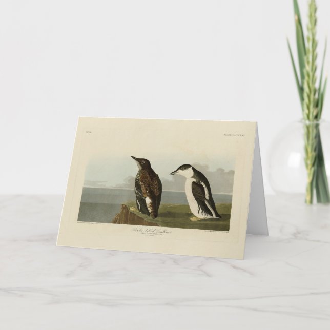 Slender-billed Guillemot, Audubon Birds of America Card (Front)