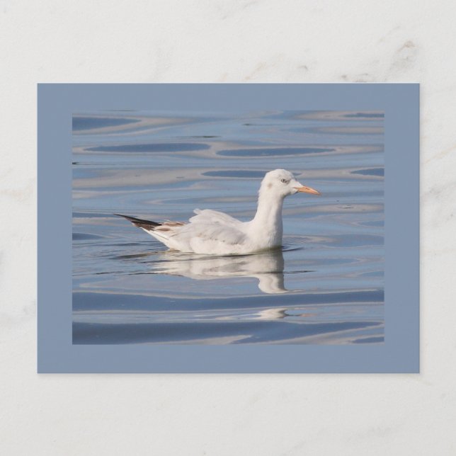 Slender-billed Gull Postcard (Front)