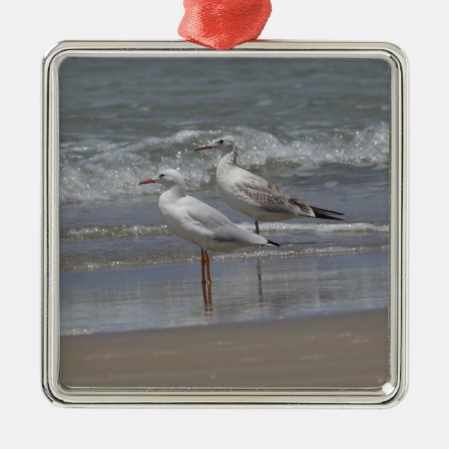 Slender-billed Gulls Ornamanet Metal Ornament (Front)