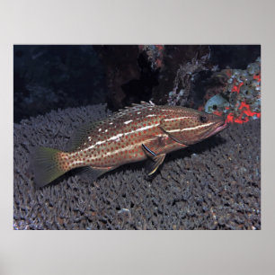 Slender Grouper on the Reef Poster